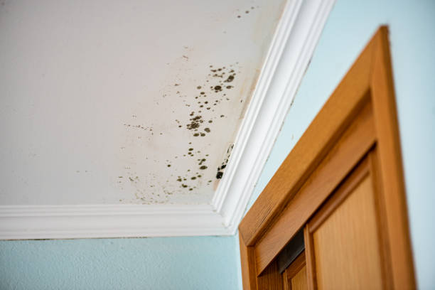 Best Mold Removal Process  in Carmel, IN