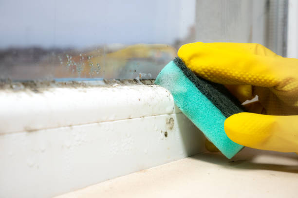 Best Mold Testing  in Carmel, IN