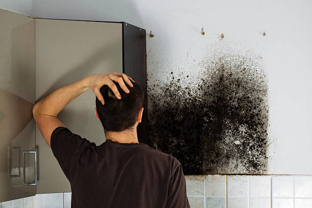 Best Emergency Mold Removal  in Carmel, IN
